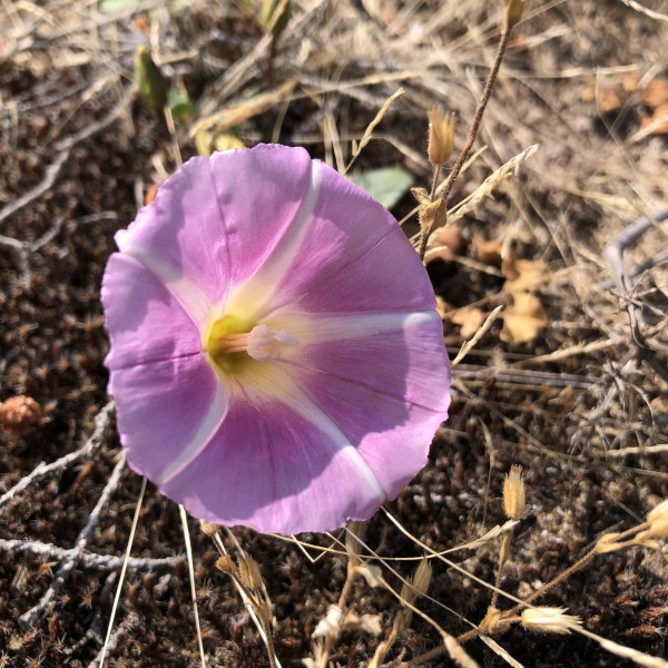 Liseron des dunes (Convolvulus soldanella) &copy; Nicolas Macaire / LPO
